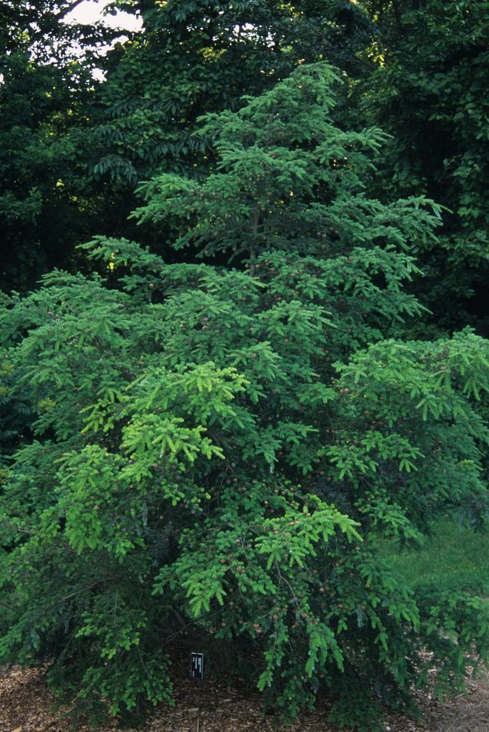 Japanese Hemlock (Tsuga diversifolia)